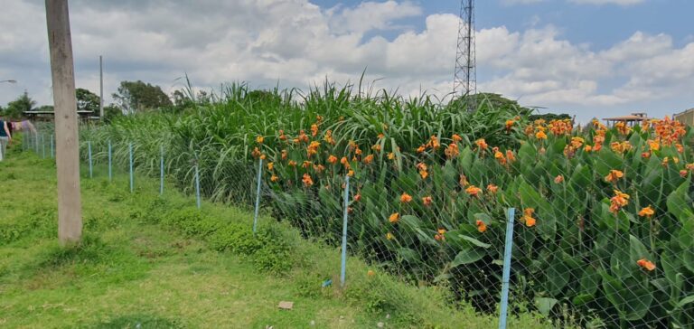 Wetlands area showing greenery and orange flowers